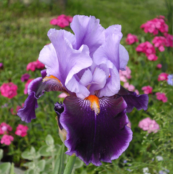 Iris 'Magic Man' en fleurs dans un jardin ensoleillé